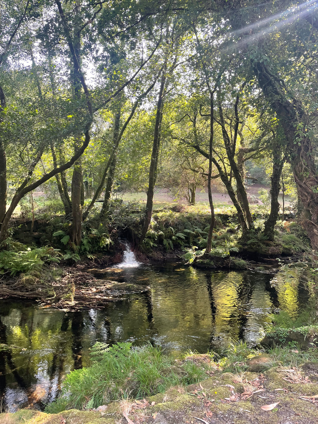 Bosque