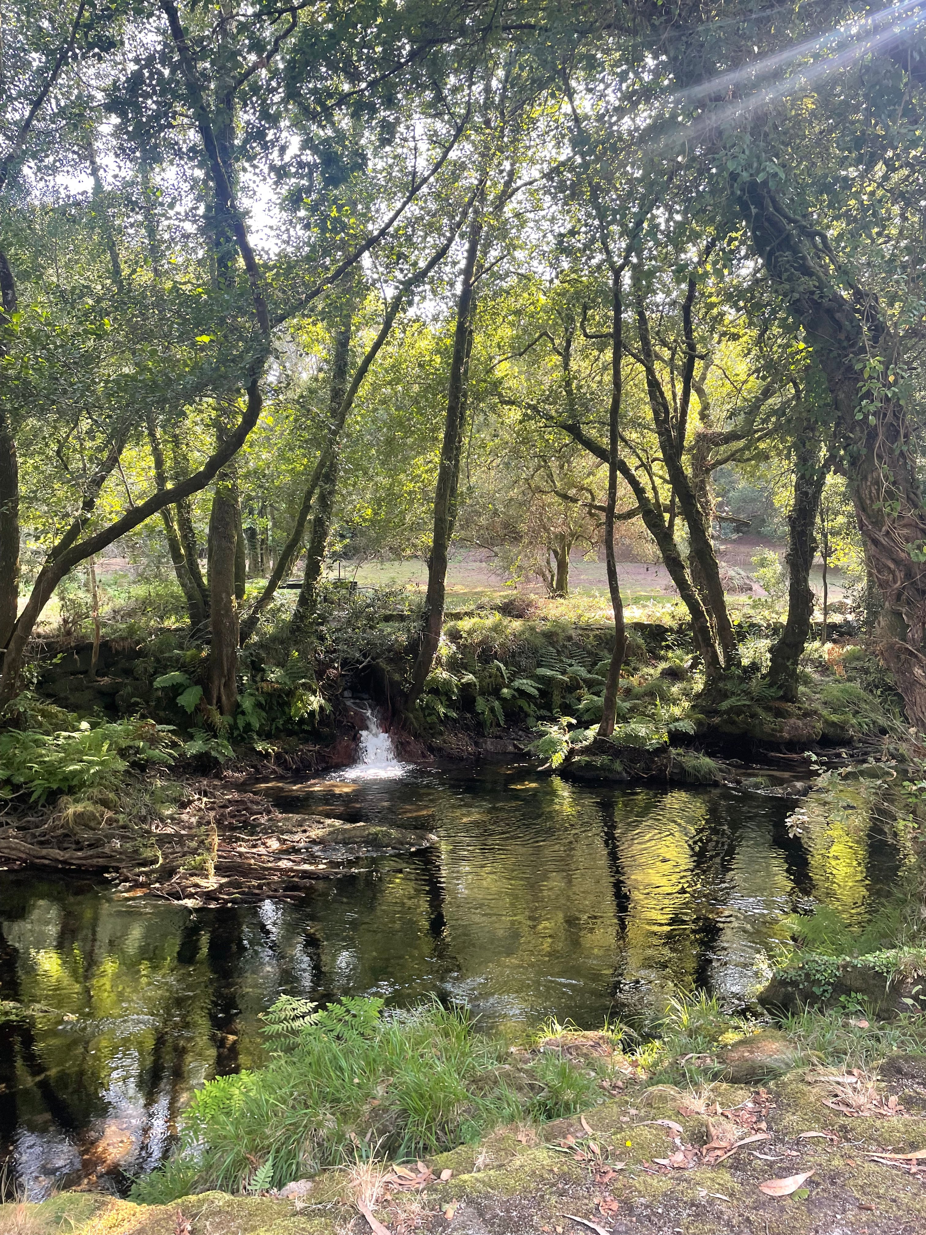 Bosque