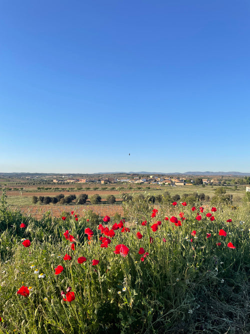 Amapola